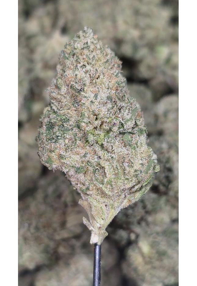 Midnight Phonk 33% THCa