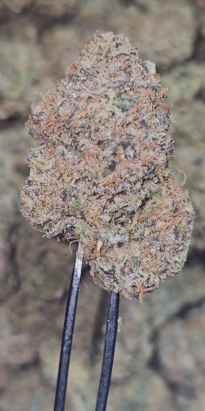 Bacio Gelato 36%  Thca