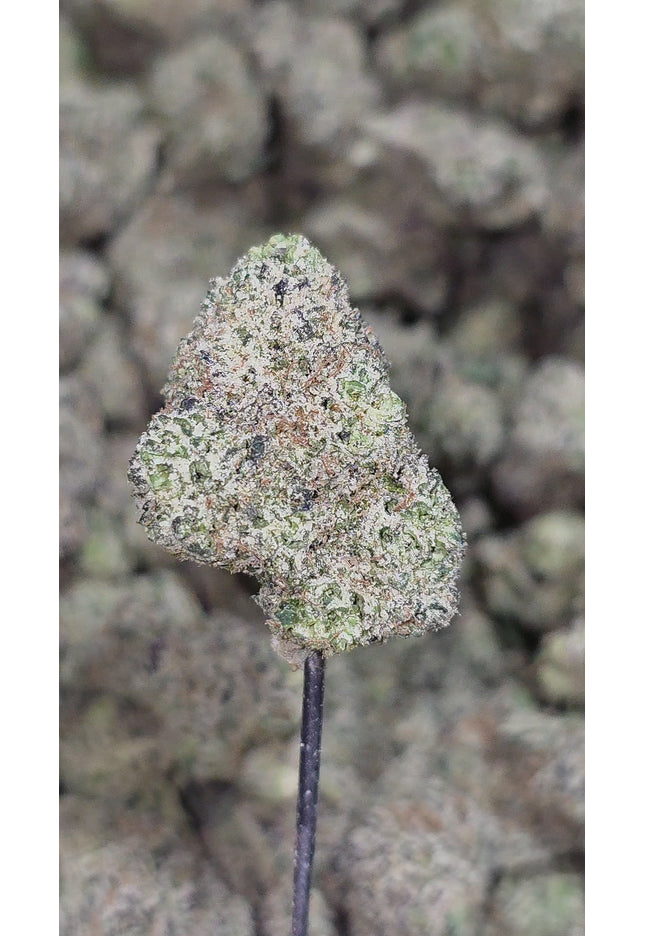 purple and green flower buy online best quality