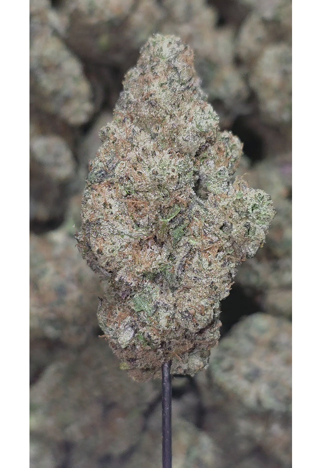 Sour Tangie 35% Thca (RARE) Bulk (New Grow)