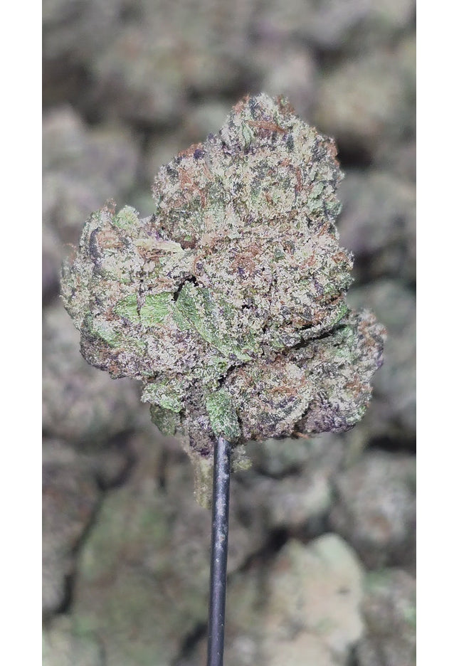 Purple Trainwreck 36% THCA
