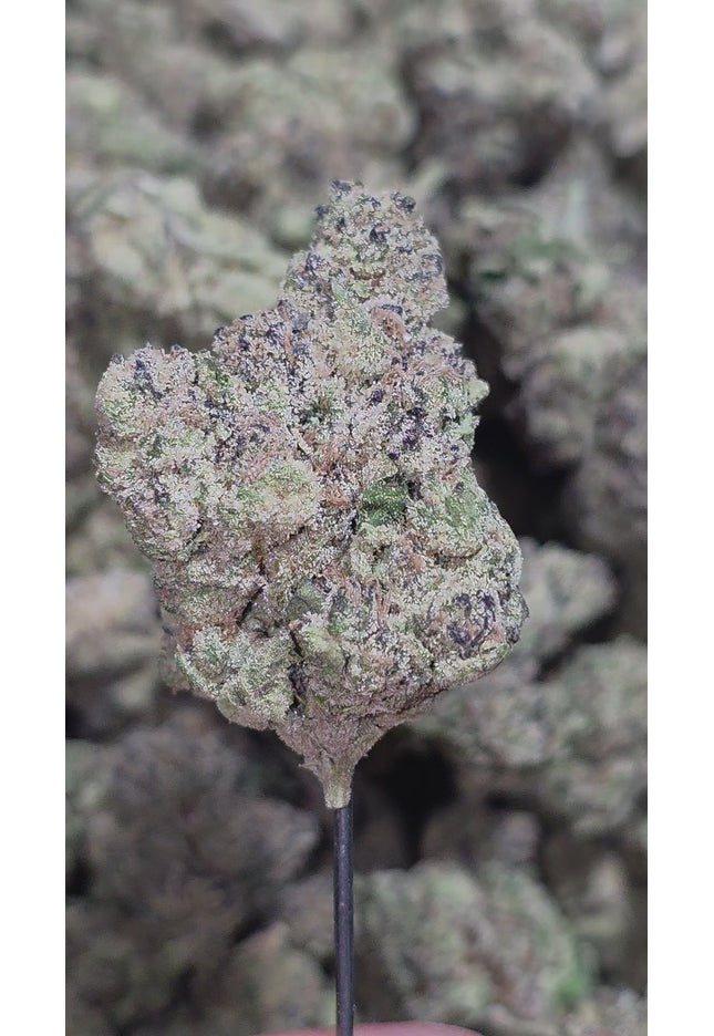 Blueberry Muffin 35% THCA Bulk
