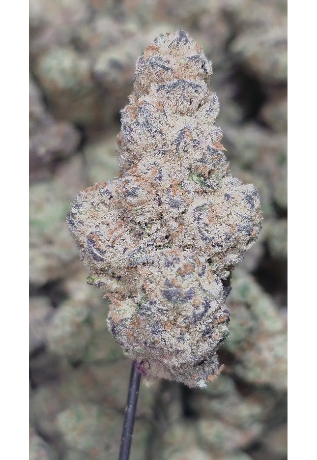 Sweet Island Skunk 36% Thca Bulk