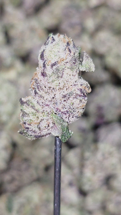 Northern Lights 33% Mediums