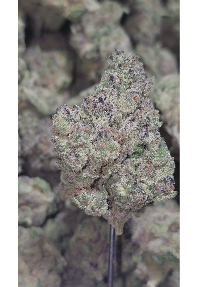 Purple Trainwreck 36% THCA Bulk (New Grow)