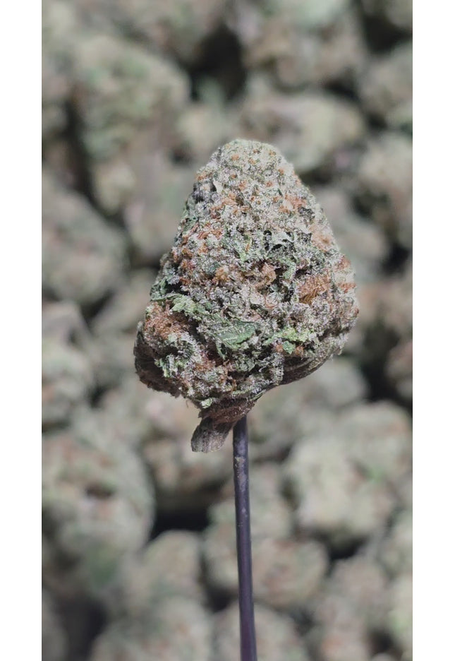 Gelatti Kush Mintz 31% Thca Bulk