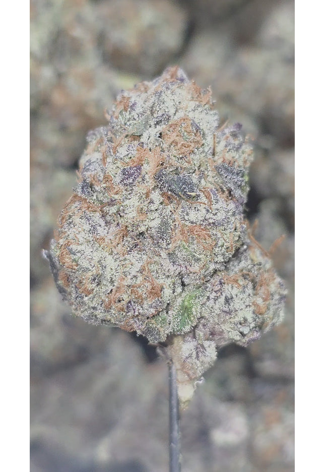 Texada Time Warp 35% Thca (RARE STRAIN)