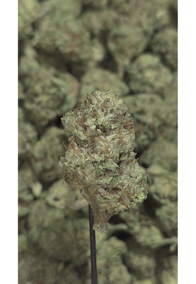 Blue Moonshine 31% THCa Bulk