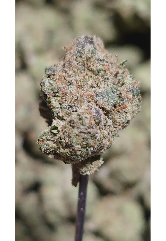 Cheese Berry 33% Bulk Smalls