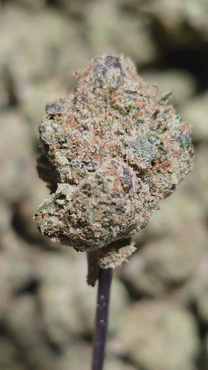 Cheese Berry 33% Bulk Smalls