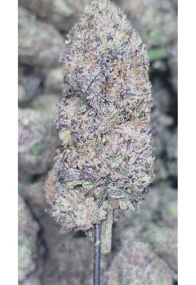 Ice Cream Cake 36% Thca