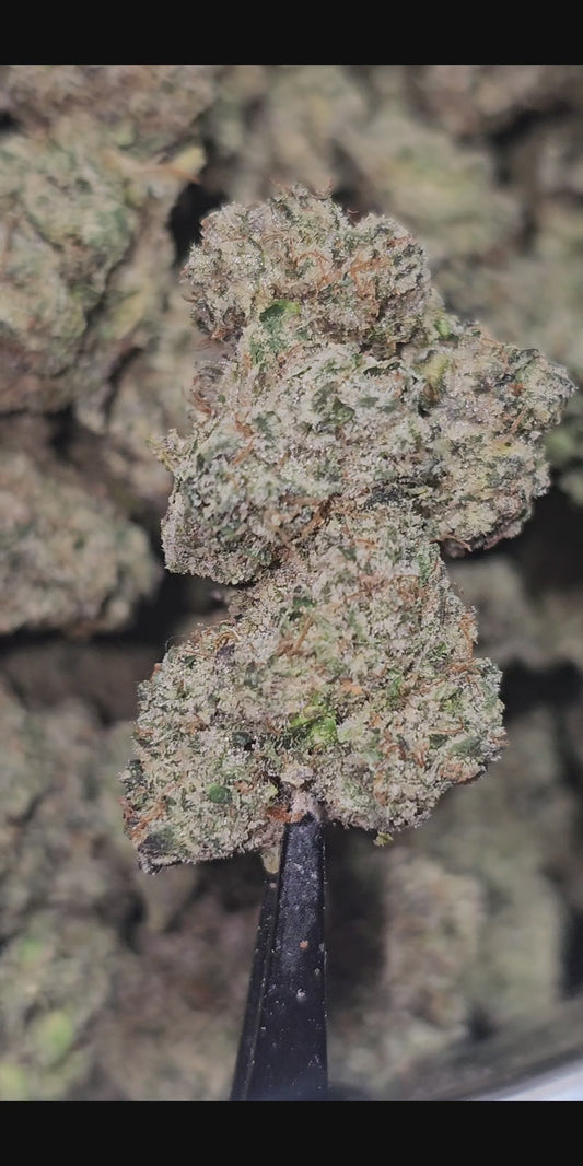 Bacio Gelato 36%  Thca
