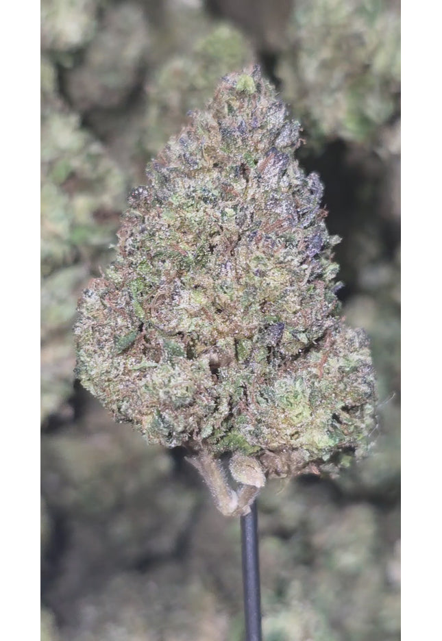 Harlequin 32% Thca