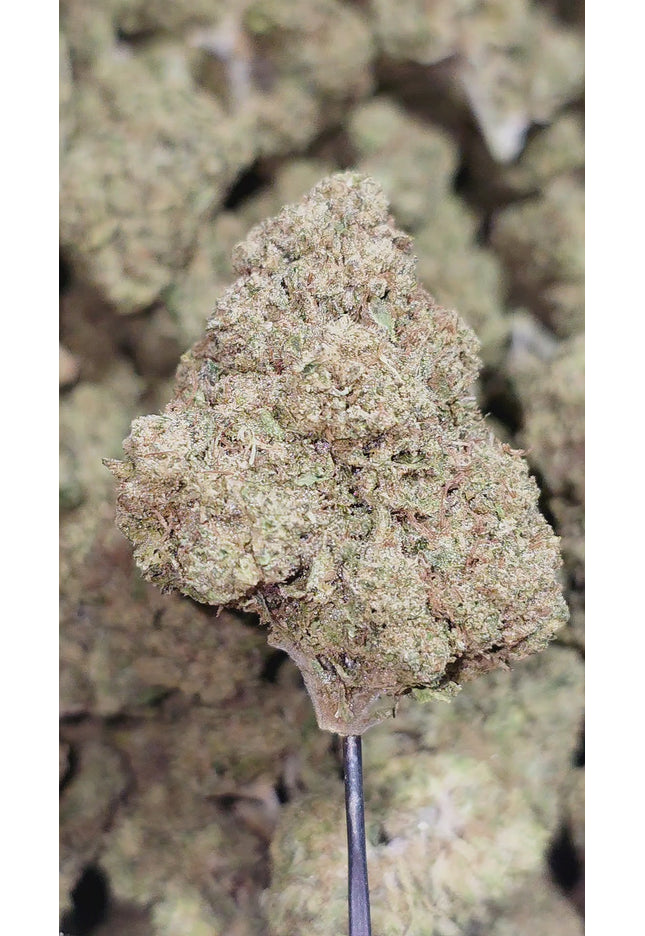 Sunset Sherbet 33% THCa