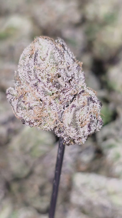 Bruce Banner 36% Thca Med