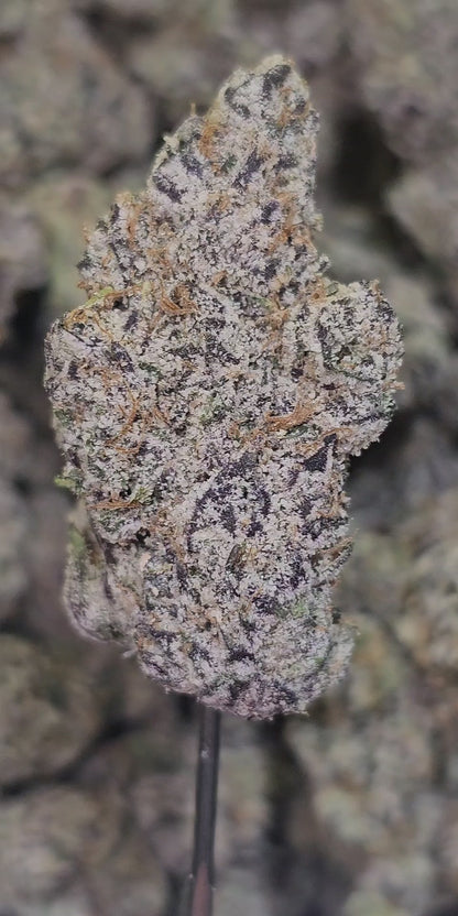 Acapulco Gold 36 % Thca