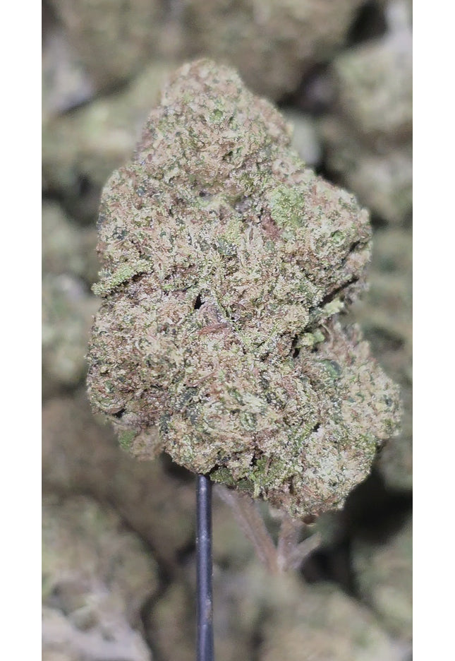 Blueberry Muffin 35% THCA Bulk