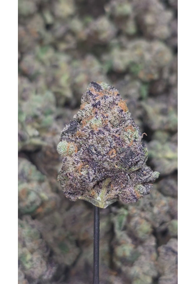 Tropicana Punch 35% Thca Medium/Small Mix (RARE Strain)