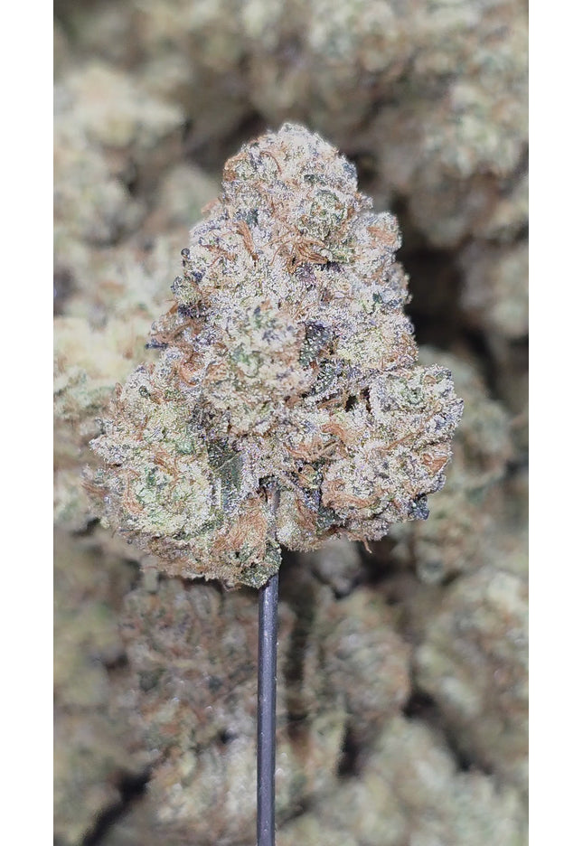 Pitbull 35% Thca Bulk
