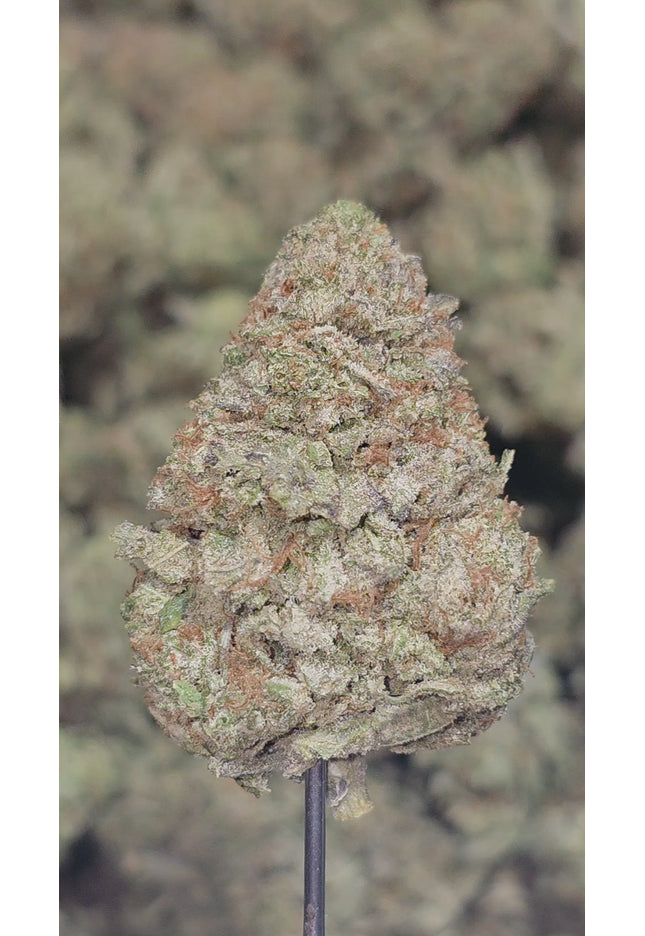 Blue Meteorite 34% Thca
