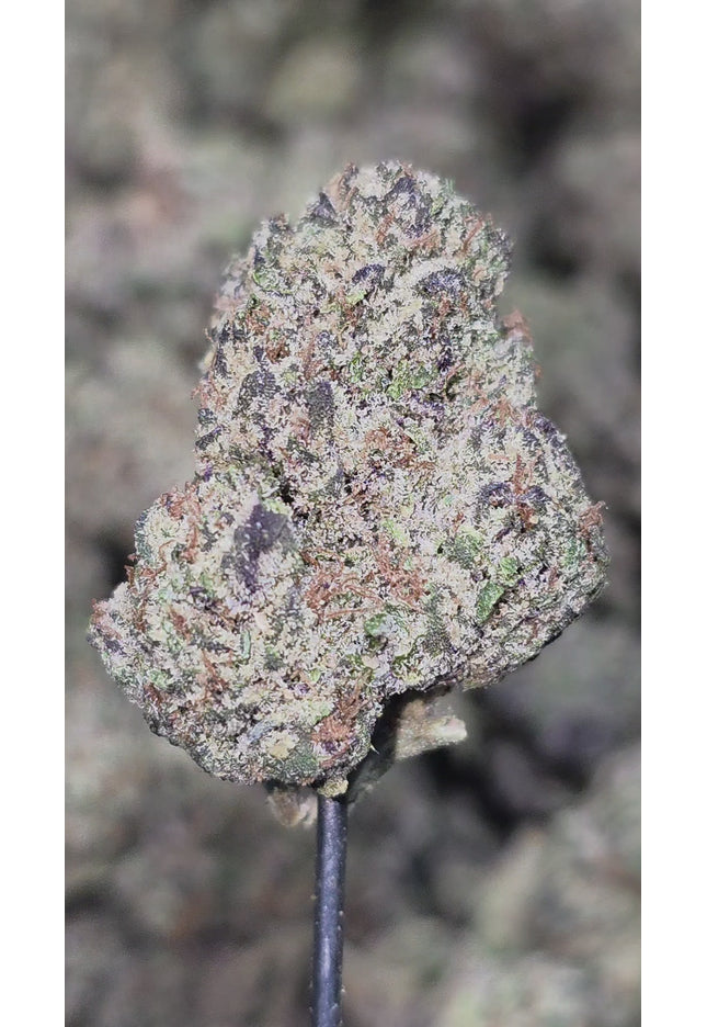 Mendo Breath 34% THCa  Bulk