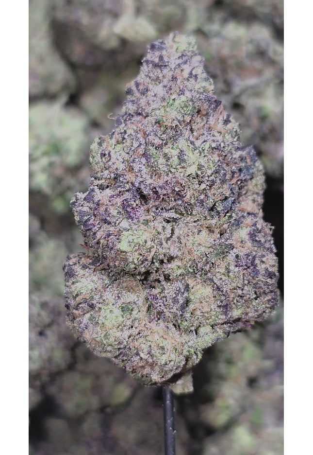 Blue Cheese 35% THCa