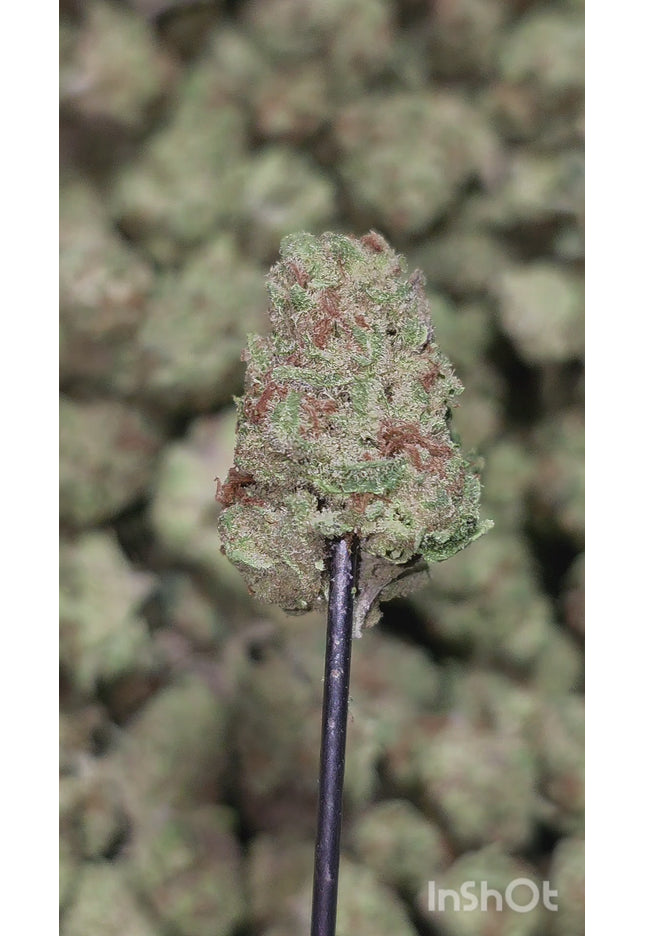 Alien Breath 29.8% Thca