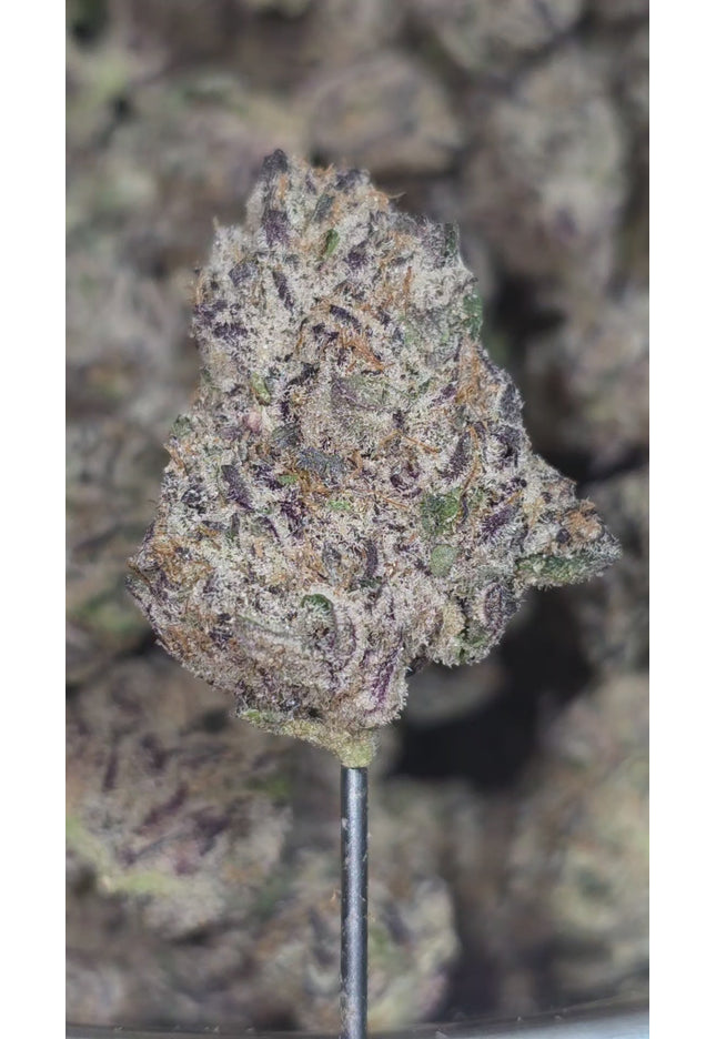 Cinderella 99 36% Thca