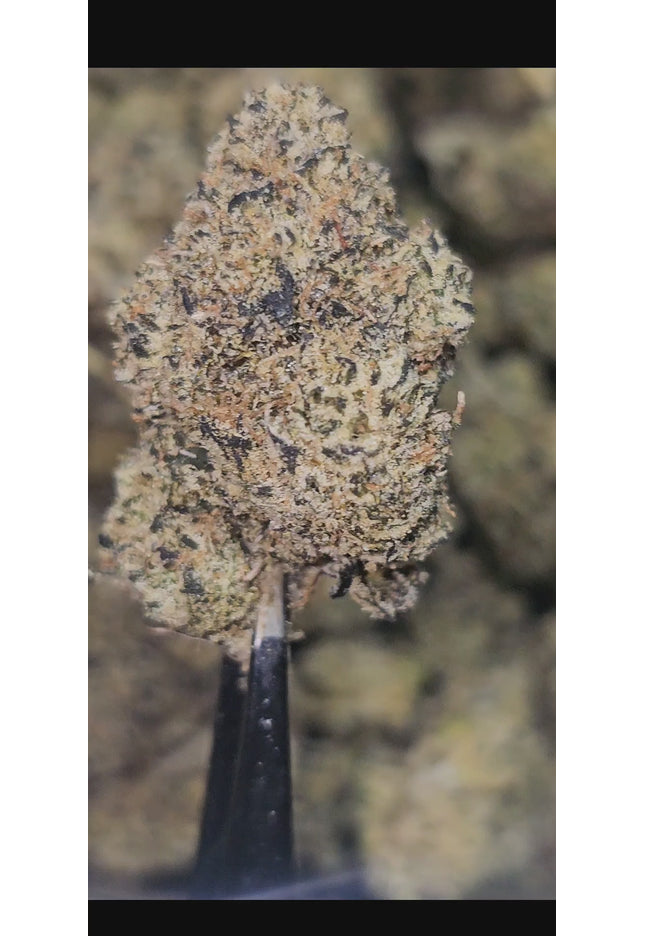 Walrus Kush 35% Thca