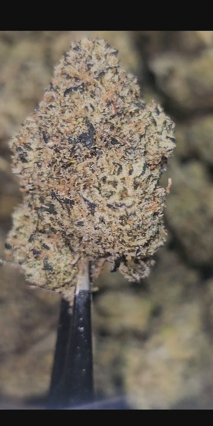 Walrus Kush 35% Thca