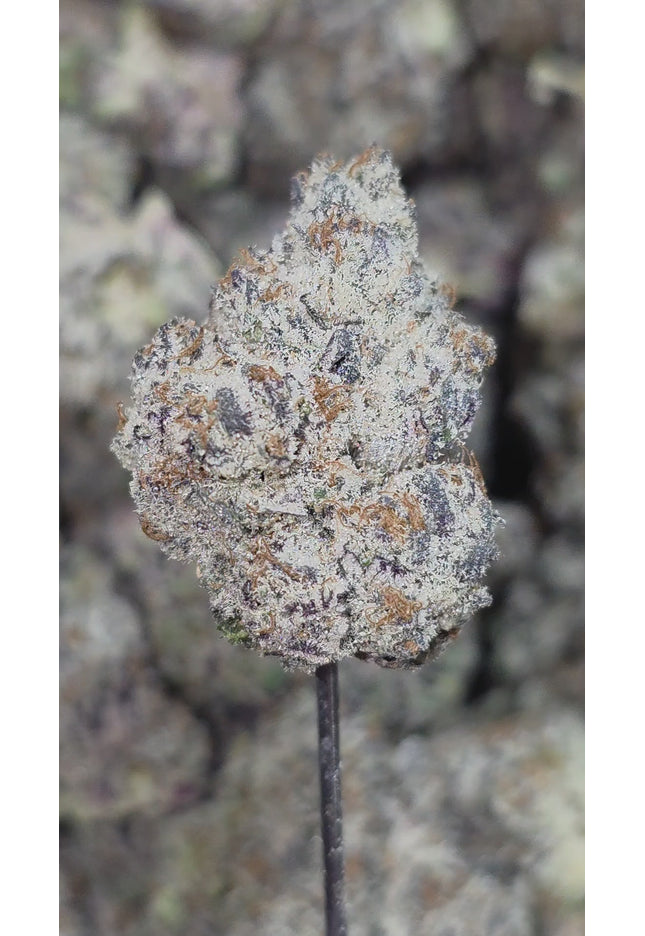 Walrus Kush 35% Thca BULK