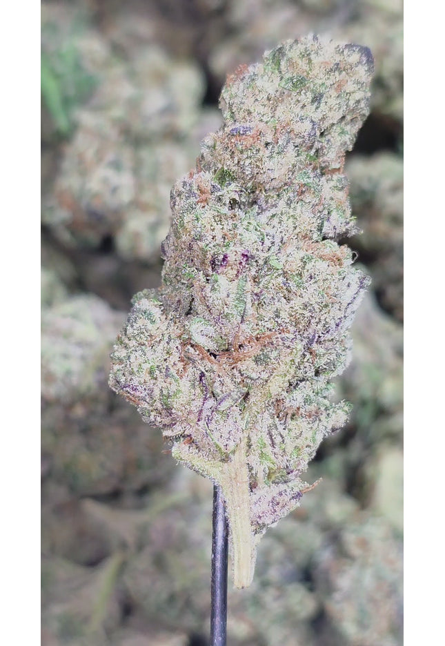 Gorilla Cookies 35% THCA Bulk
