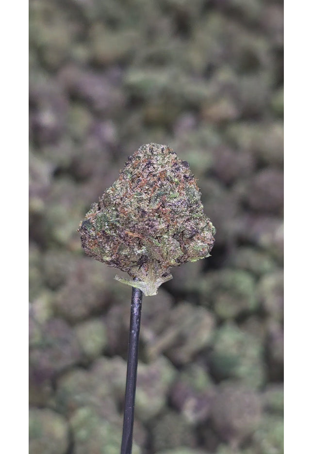 Space Rocks Small 34.0% Thca Bulk