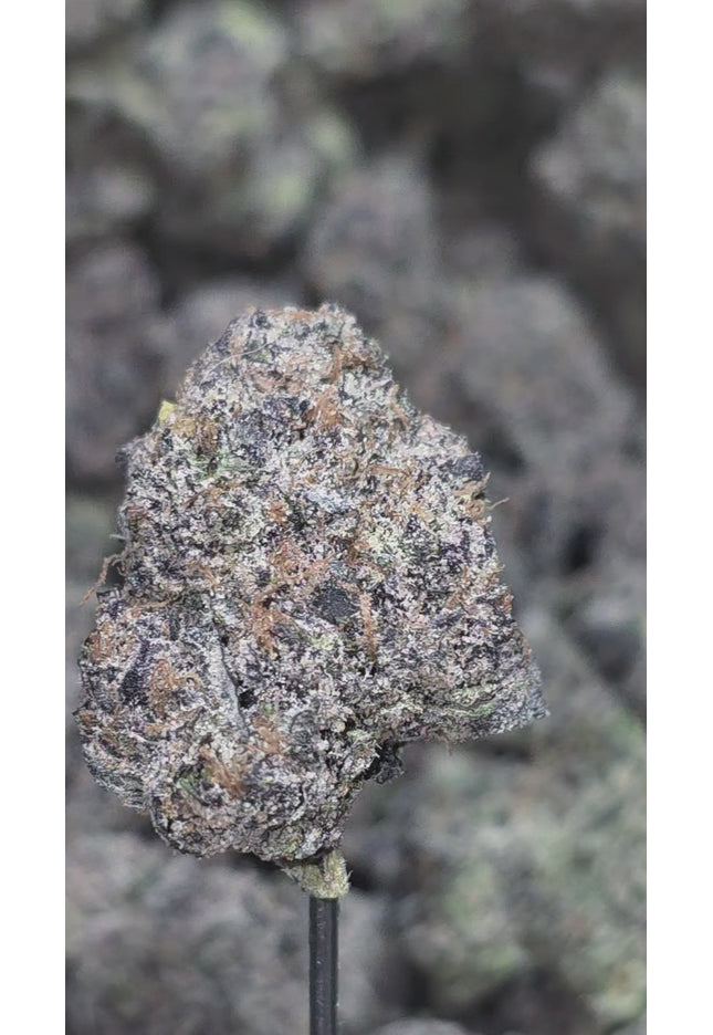 Strawberry Cough 35% THCa