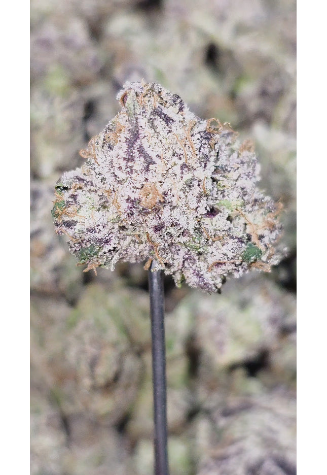 Galactic Runtz 35% Thca Med Bulk