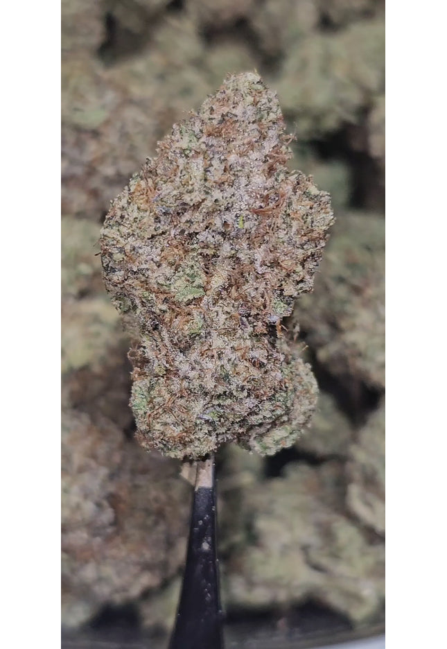Gastro Pop 35% THCa BULK