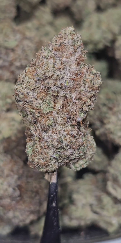 Gastro Pop 35% THCa BULK