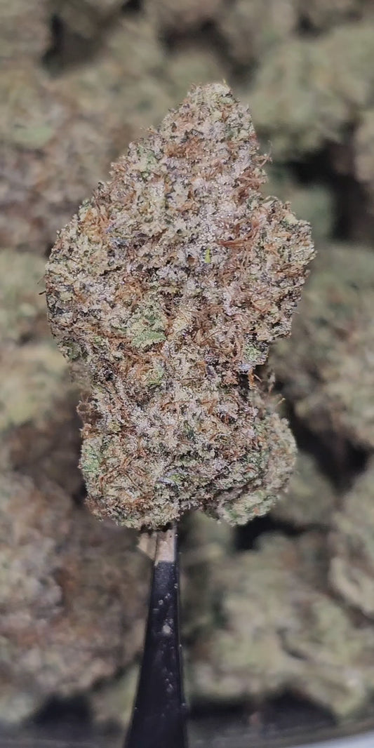 Gastro Pop 35% THCa BULK