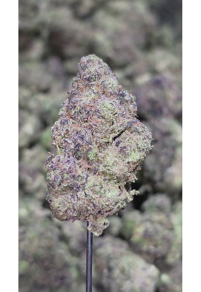 Blue Cheese 35% THCa