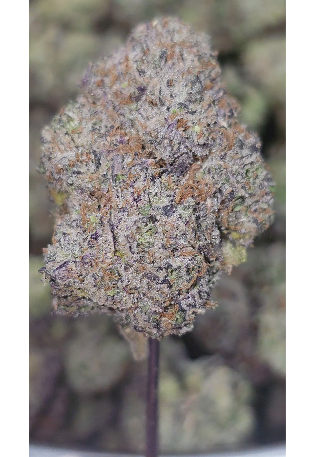 Moby Dick 34% Thca Bulk