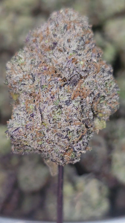 Moby Dick 34% Thca Bulk