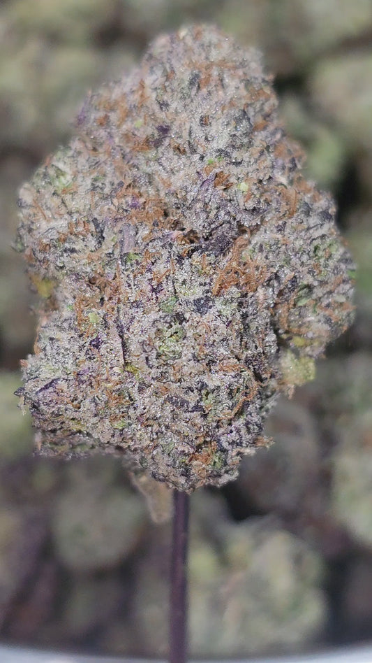 Moby Dick 34% Thca Bulk