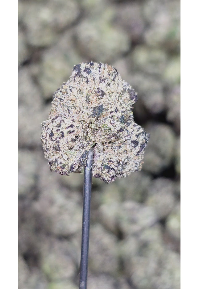 Texada Time Warp 34% THCa Medium (RARE STRAIN)