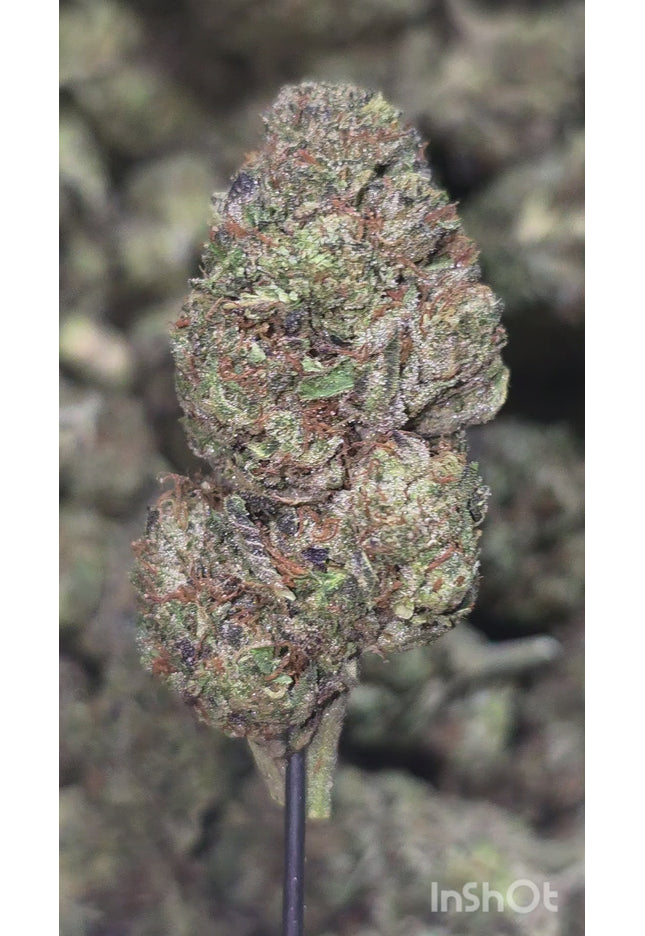 Strawberry Cough 31% THCa BULK