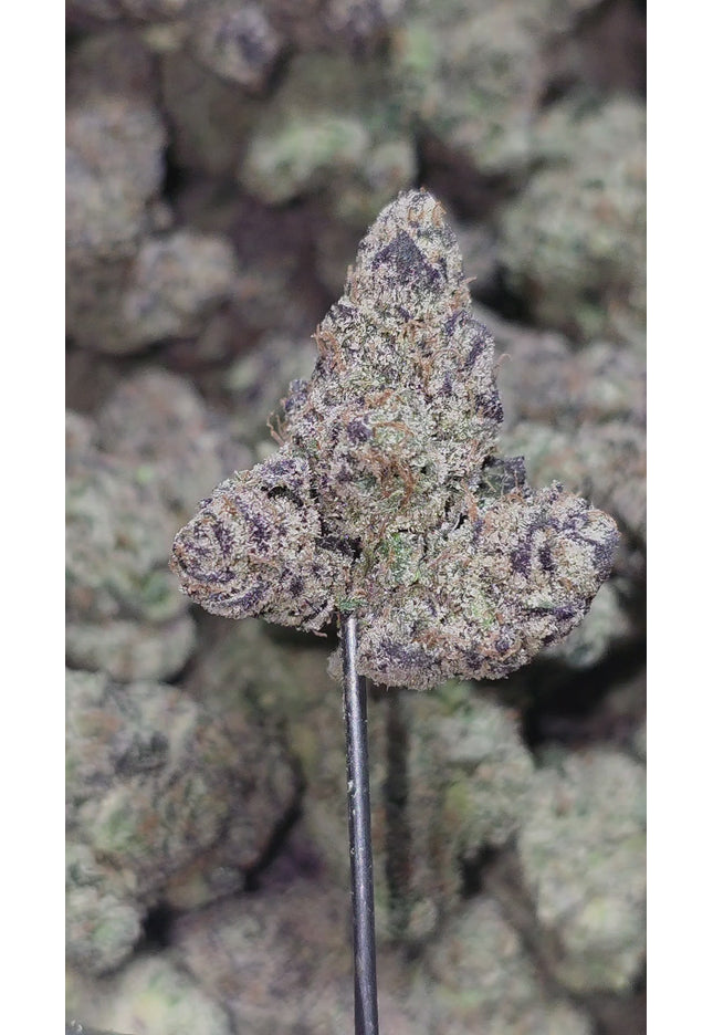 Gushers 35%  Thca