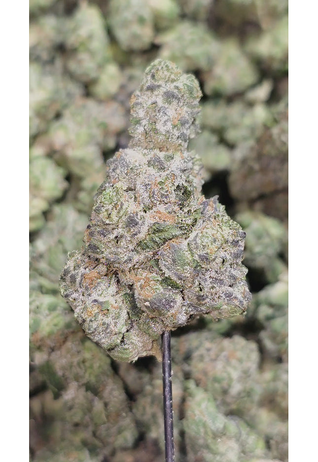 Devil Fruit 34% Mediums