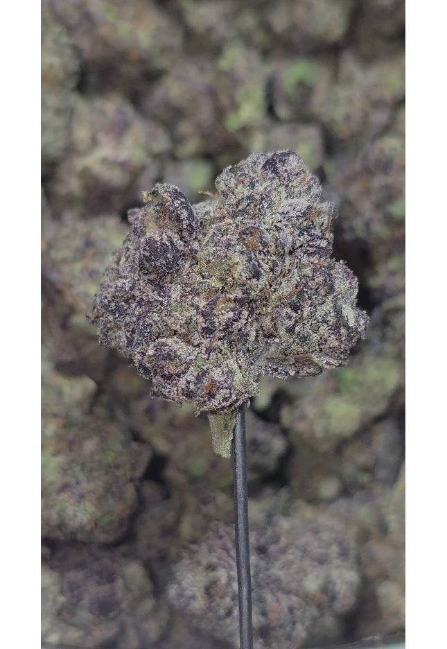 Mendocino Purps 35% (Rare Strain) Bulk