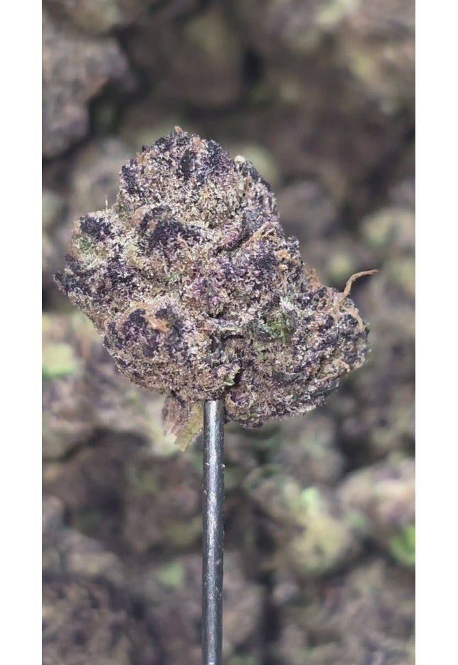 Grandaddy Purp 36% Med/Sm Thca Bulk
