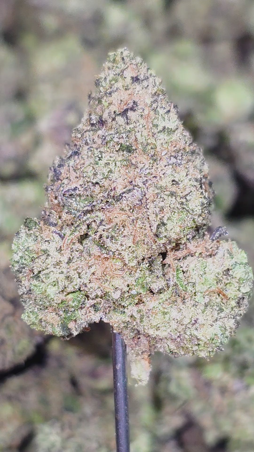 Wholesale exotic THCa hemp flower discount online