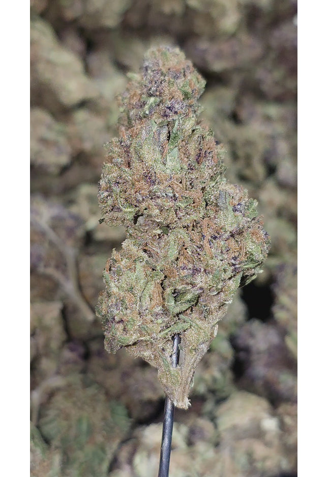 Z Runtz (Runtz OG) 32% THCa (Bulk Budget)